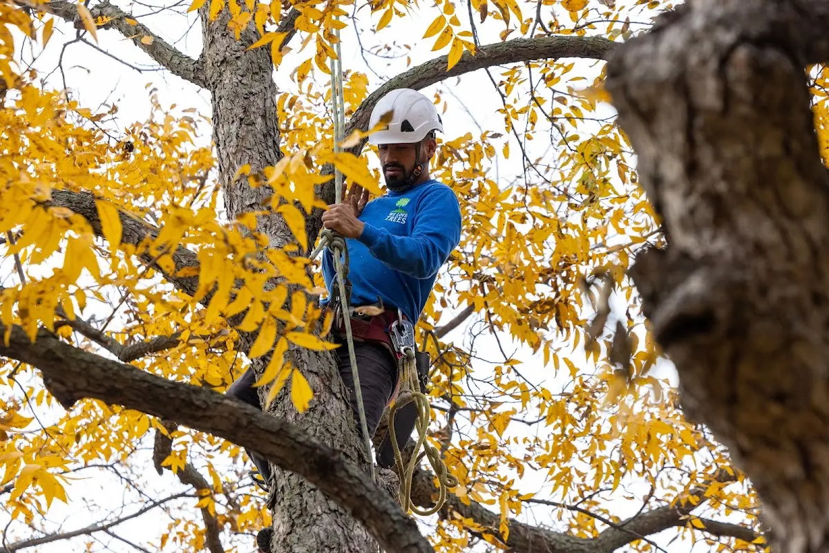 Skilled Tree Transplanting crew working in Lawrenceville