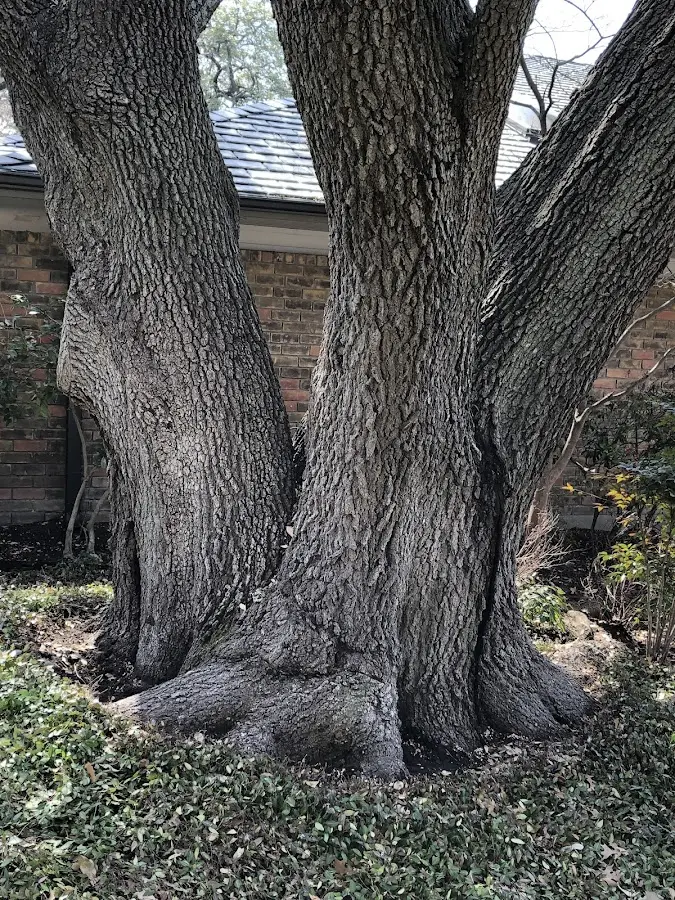 Mature heritage tree close to a Lawrenceville property cared for by certified arborists